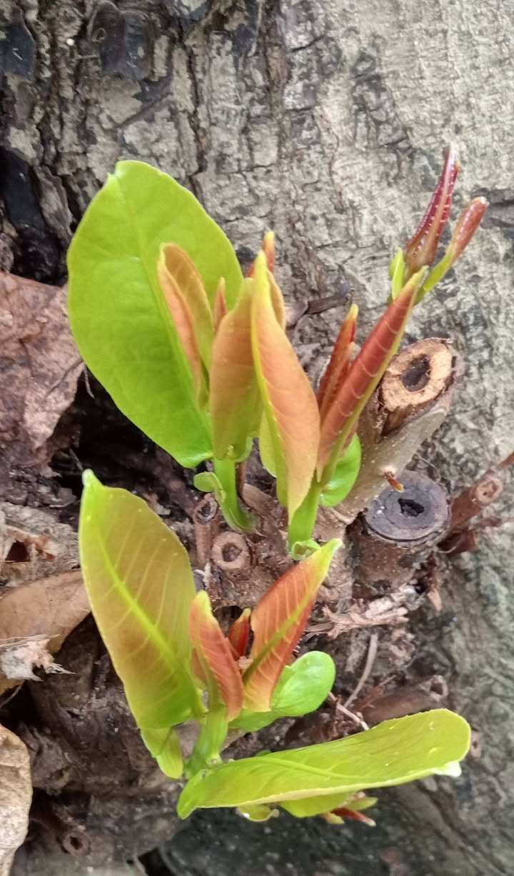 Biệt thự mini Lacasa Hoàng Quốc Việt Quận 7 120m² giá 15 tỷ - Không gian sống lý tưởng!