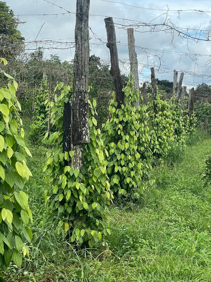 Lô đất Farm 1,8ha tại xã Ea Khal - Kinh doanh cà phê, sầu riêng và tiêu - Giá 8,5 tỷ!