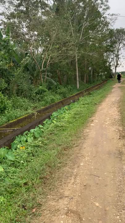 Đất trang trại Đông Phú, Thanh Hóa 7300m² giá chỉ 2 tỷ - Cơ hội đầu tư hấp dẫn!