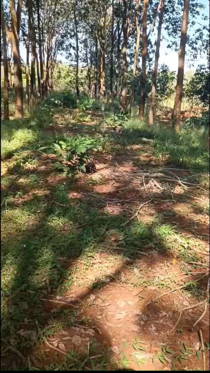 Đất cao su 9 sào mặt tiền 50m tại xã Thống Nhất, Bù Đăng - Đầu tư sinh lời ổn định!