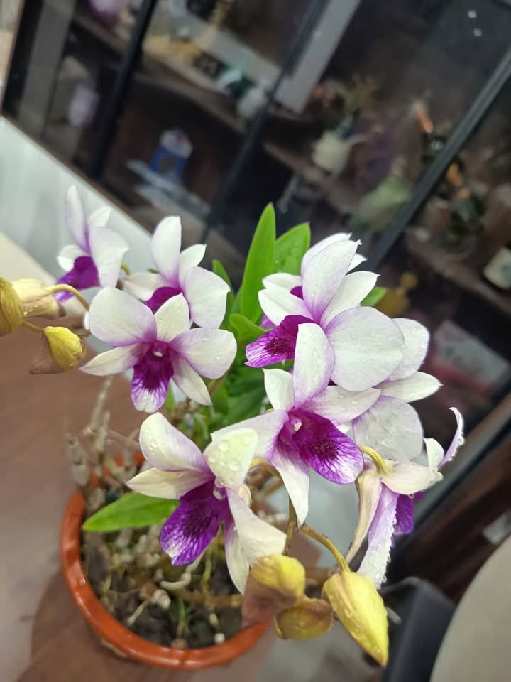 Căn hộ Hoàng Huy An Đồng 63m² giá 7 tỷ - Sổ hồng chính chủ, cho thuê 7 triệu/tháng!