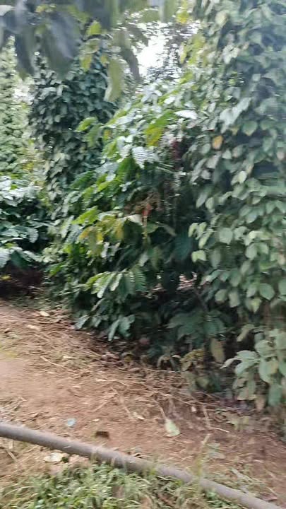 Đất nền chính chủ tại xã Cư Pơng, 10.000m², giá chỉ 800 triệu - Cơ hội đầu tư hấp dẫn!