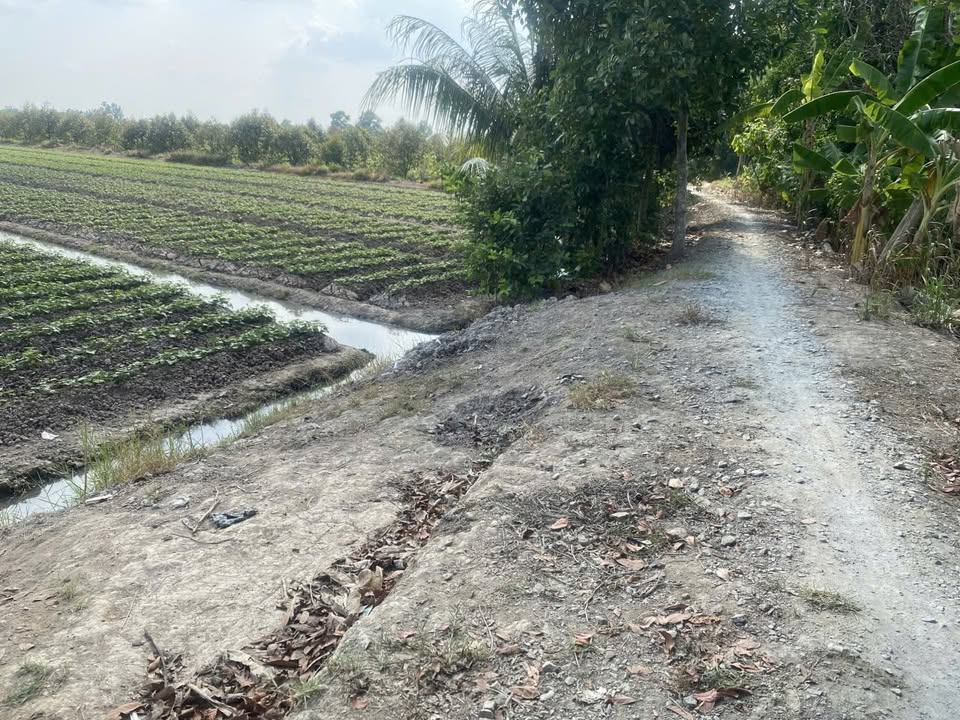 Đất ruộng 10.000m² xã Tân Lược, Bình Tân, Vĩnh Long giá 2.2 tỷ - Đầu tư sinh lời ngay!