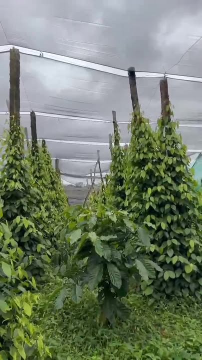 Đất vườn Trúc Sơn Cư Jút 5000m² giá 1.2 tỷ - Sổ đỏ chính chủ!