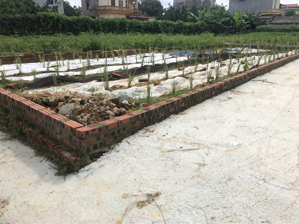 Đất nền Tân Minh, Sóc Sơn 80m² giá chỉ 2 tỷ - Lô góc 2 mặt tiền tuyệt đẹp!