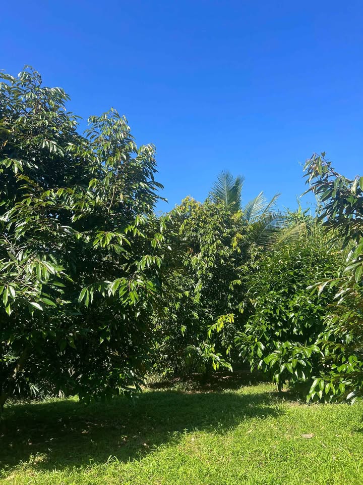 Đất vườn sầu riêng La Dạ Hàm Thuận 20,000m² giá 5.6 tỷ - Đầu tư sinh lời ngay!