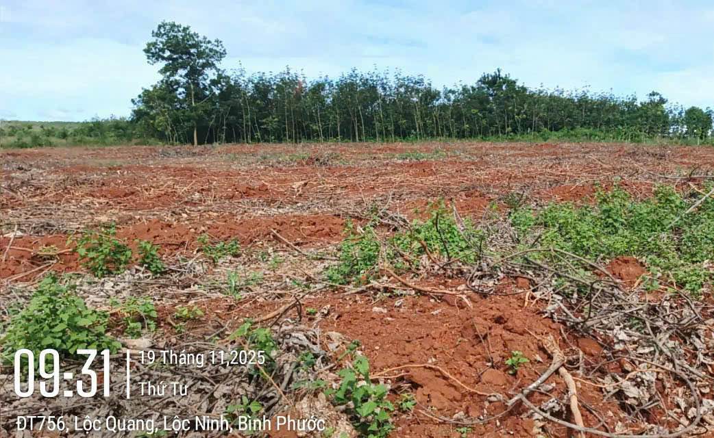 Đất nền 1ha Lộc Quang, Lộc Ninh chỉ 1.7 tỷ - Sổ đỏ chính chủ!