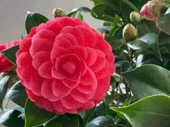 Đất nền Vĩnh Hòa Phú Giáo 265m² giá 1.3 tỷ - Đầu tư sinh lời ngay!