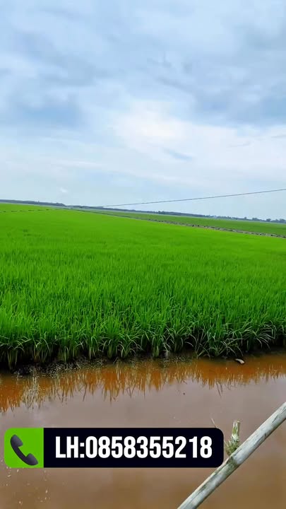 Đất nền xã Tân Thạnh, Long An 34,000m² giá 420 triệu - Cơ hội đầu tư tuyệt vời!