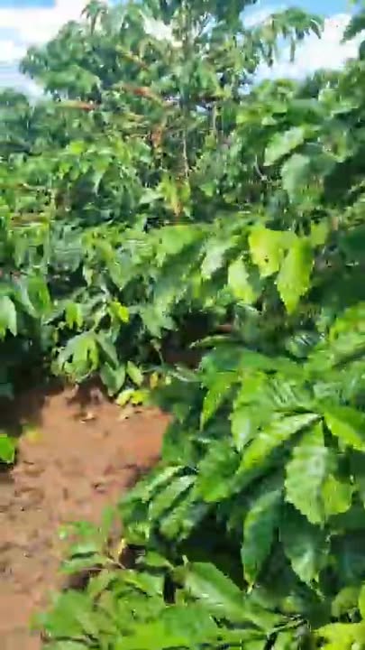 Đất nền Liên Hà Lâm Hà 12000m² giá 9.5 tỷ - Cơ hội đầu tư tuyệt vời!