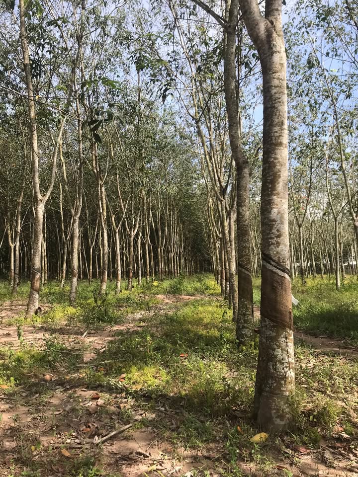 Đất nông nghiệp 9 sào cao su An Long, Phú Giáo - Giá 4,2 tỷ, cơ hội đầu tư tuyệt vời!