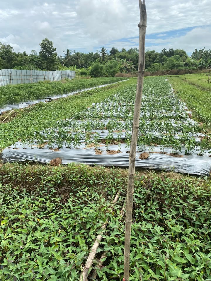 Đất nền 2400m² tại ấp Sóc Ruộng, Trà Vinh giá chỉ 400 triệu - Cơ hội đầu tư tuyệt vời!