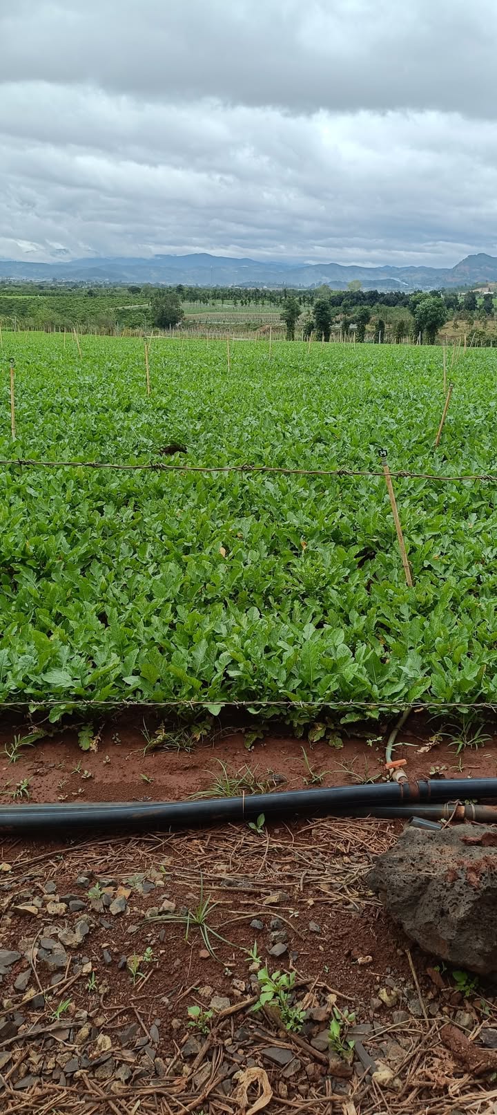 Đất ở Tân Hội, Đức Trọng 140m² giá 400 triệu - Sở hữu ngay lô đất đẹp!