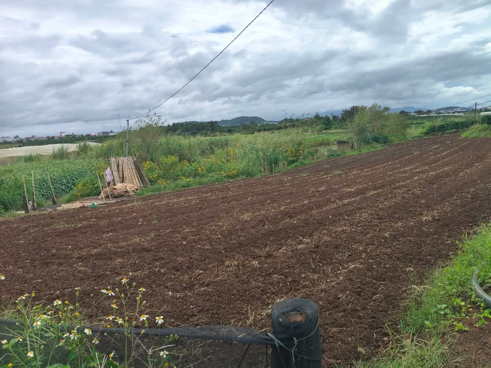 Đất nền Tân Hội 1300m² giá chỉ 800 triệu - Cơ hội đầu tư hấp dẫn!