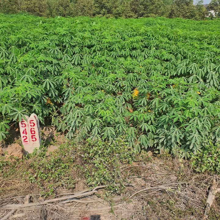 Đất thổ cư 280m² xã Lộc Ninh, Dương Minh Châu - Giá thương lượng hấp dẫn!