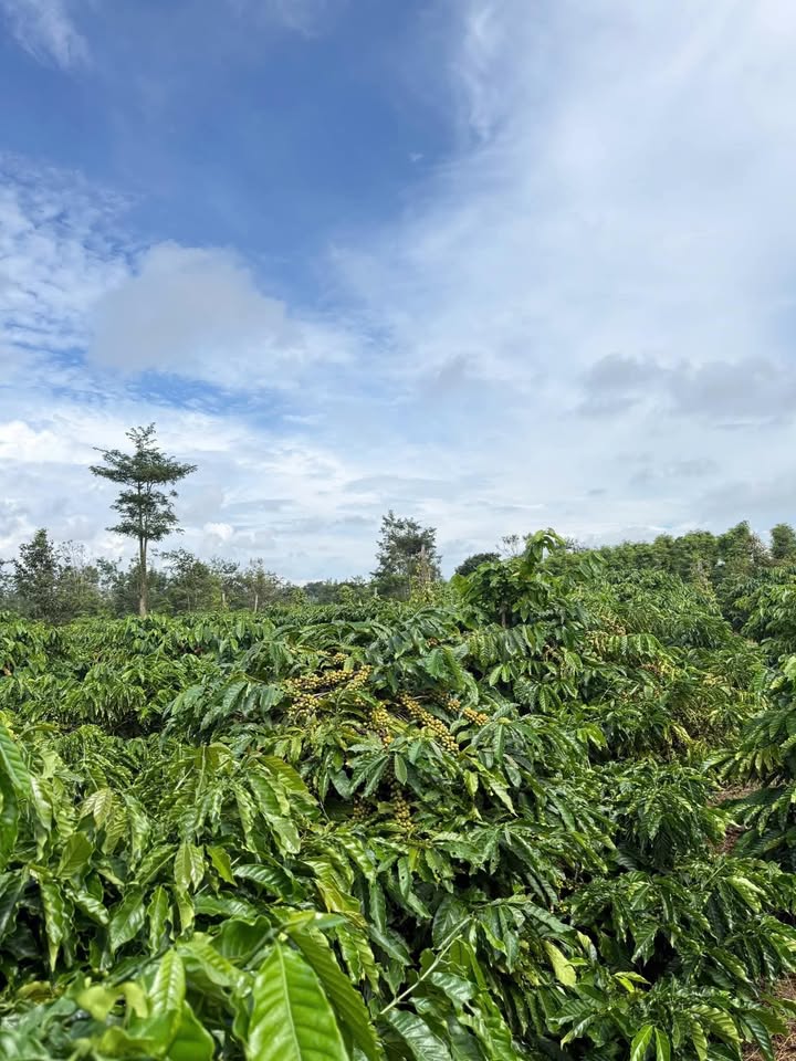 Đất nền 1.5ha tại đường Nguyễn Thi Hà Lan, Buôn Hồ - Giá chỉ 2.9 tỷ!