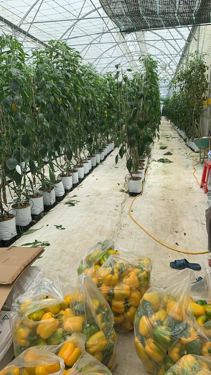 Đất thổ cư 6000m² tại Lâm Hà giá 2.7 tỷ - Đường lớn, gần khu dân cư!