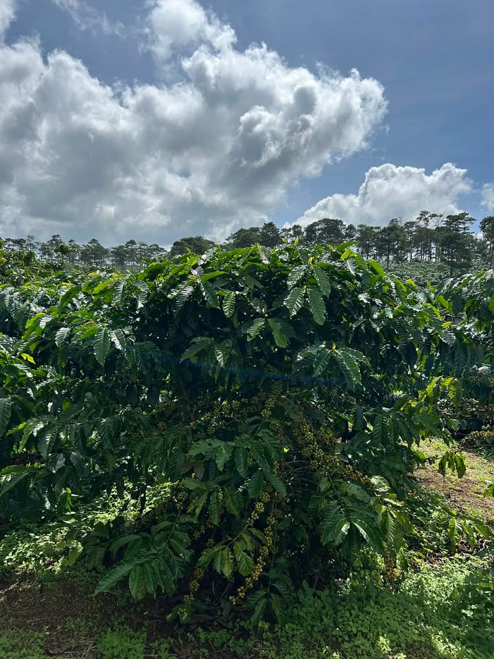 Đất nền Bảo Lâm 3800m² giá 1.8 tỷ - Pháp lý rõ ràng chính chủ