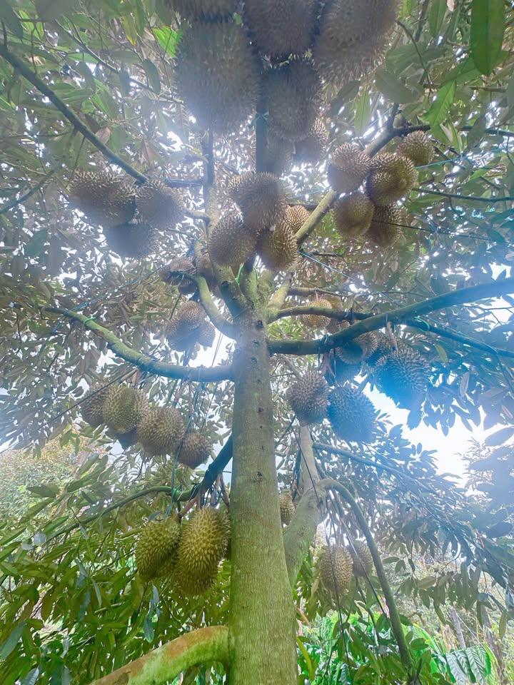 Nhà cho thuê 1 trệt 3 phòng ngủ tại Tân Bình, Dĩ An - Giá chỉ 3 triệu/tháng!