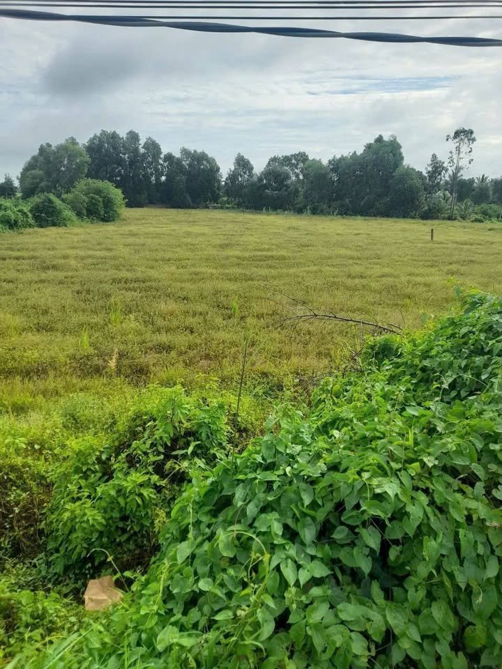 Đất vườn 3160m² mặt tiền đường Tỉnh Lộ 816, 5.2 tỷ - Cơ hội đầu tư hấp dẫn!