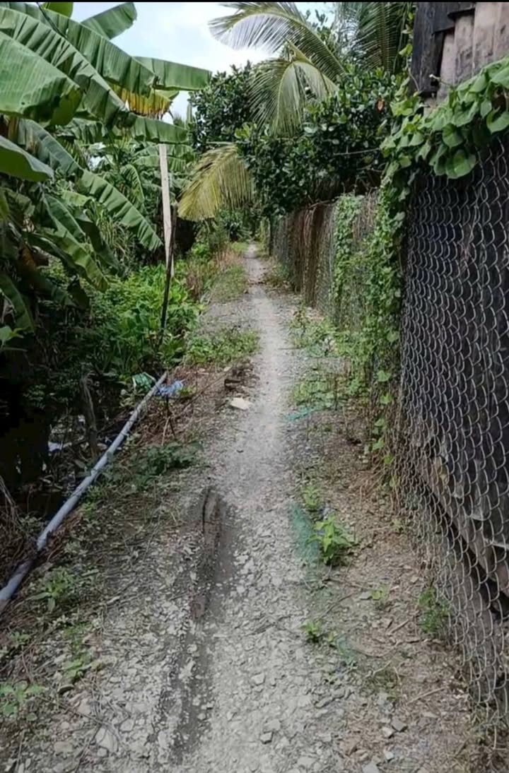 Đất vườn dừa và mít tại Mỹ Hạnh Đông, Cai Lậy 4000m² - Giá chỉ 400 triệu!