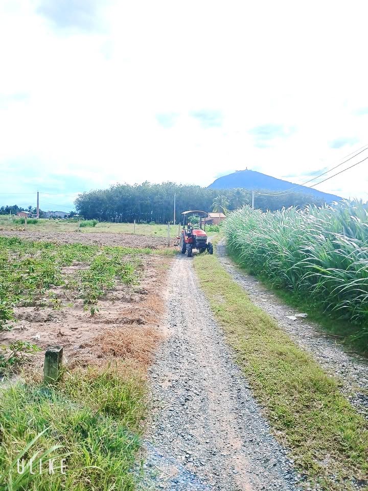 Đất nền Suối Đá Dương Minh Châu 265m² giá 195 triệu - Sổ đỏ chính chủ