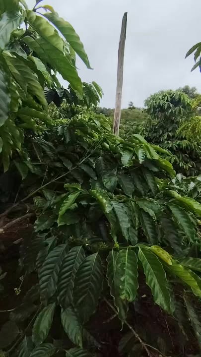 Đất thổ cư thôn 7, Bắc Gia Nghĩa 2,2 sào giá 900 triệu - Sổ hồng chính chủ!