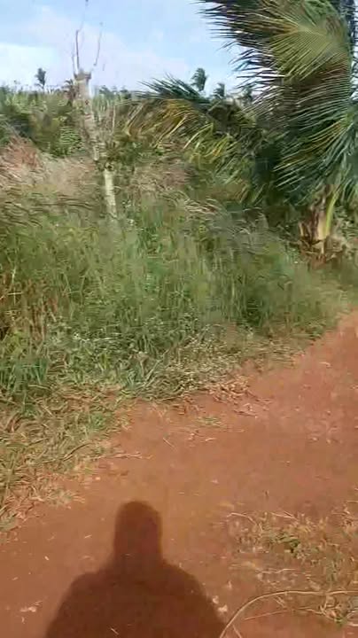 Đất mặt đường cấp phối lớn Trường Xuân 26.000m² giá 2.8 tỷ - Cơ hội đầu tư tuyệt vời!