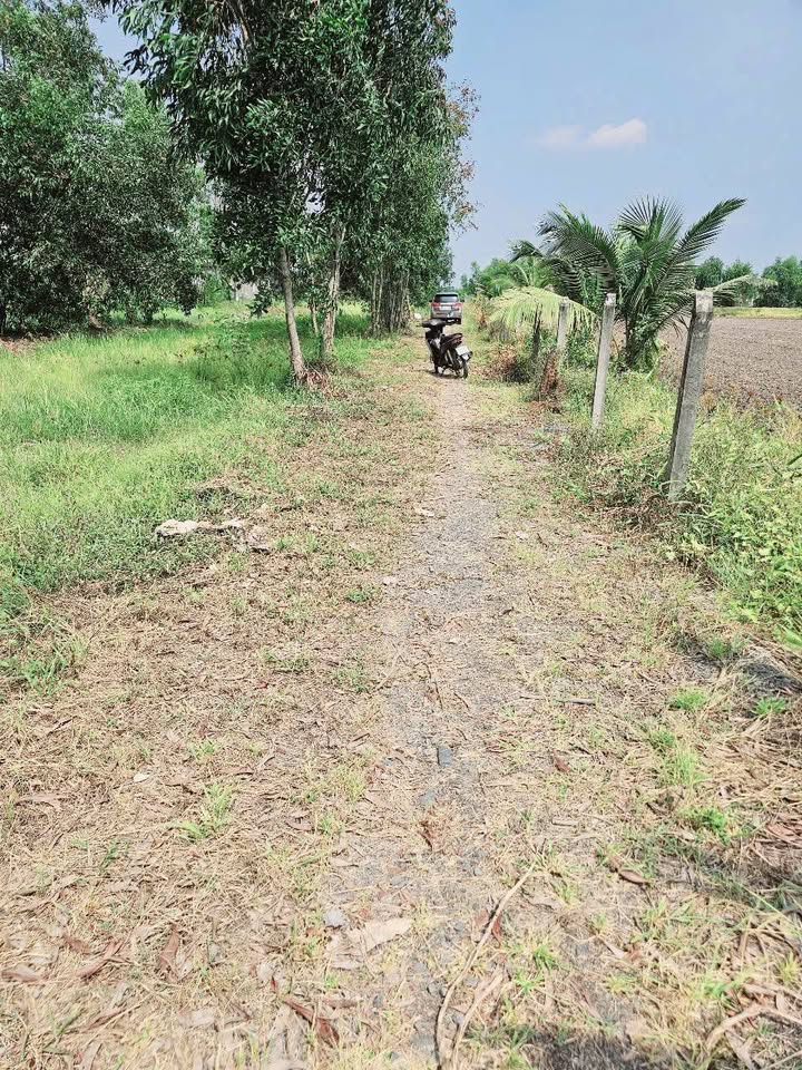 Đất vườn Hựu Thạnh, Đức Hòa 105m² giá 540 triệu - Cơ hội đầu tư tuyệt vời!