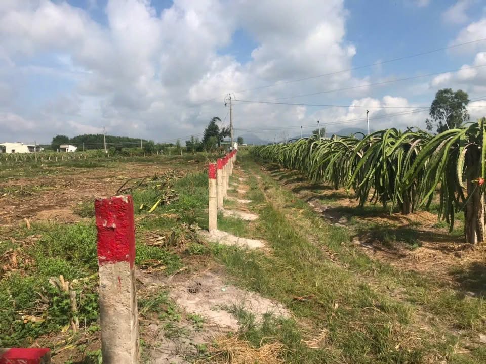 Đất nền 3844m² mặt tiền đường Nguyễn Minh Châu, La Gi - Sổ riêng chính chủ, giá 2.25 tỷ!