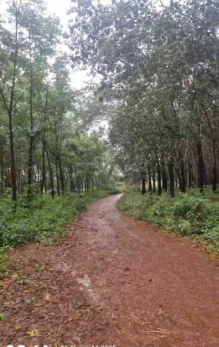 Đất nông nghiệp 5.3ha tại xã Ia Phí, Chư Păh - Sổ đỏ chính chủ, giá 6 tỷ VND