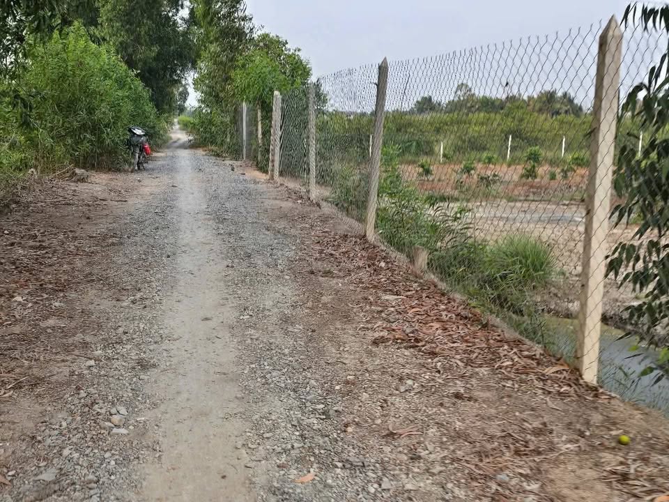 Đất vườn Bình Đức - Bến Lức 1000m² giá chỉ 850 triệu - Đầu tư sinh lời ngay!