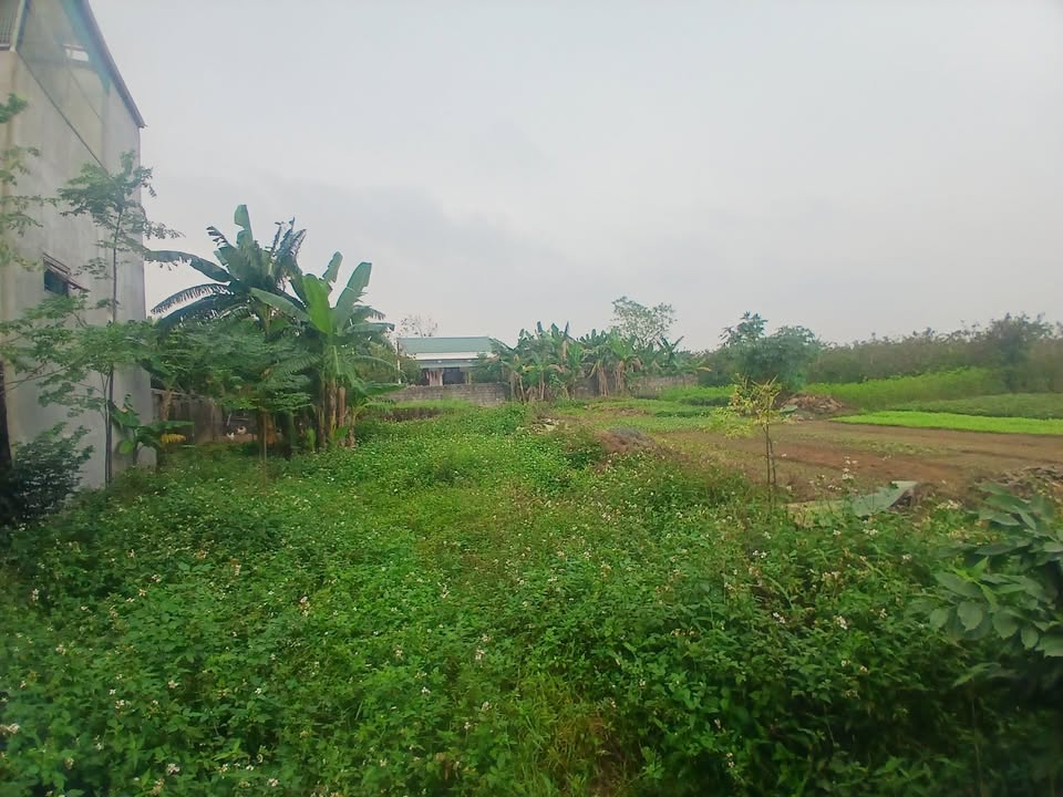 Bán khu đất phố 1 - Quảng Minh, Sầm Sơn 464m² - Tiềm năng đầu tư sinh lời