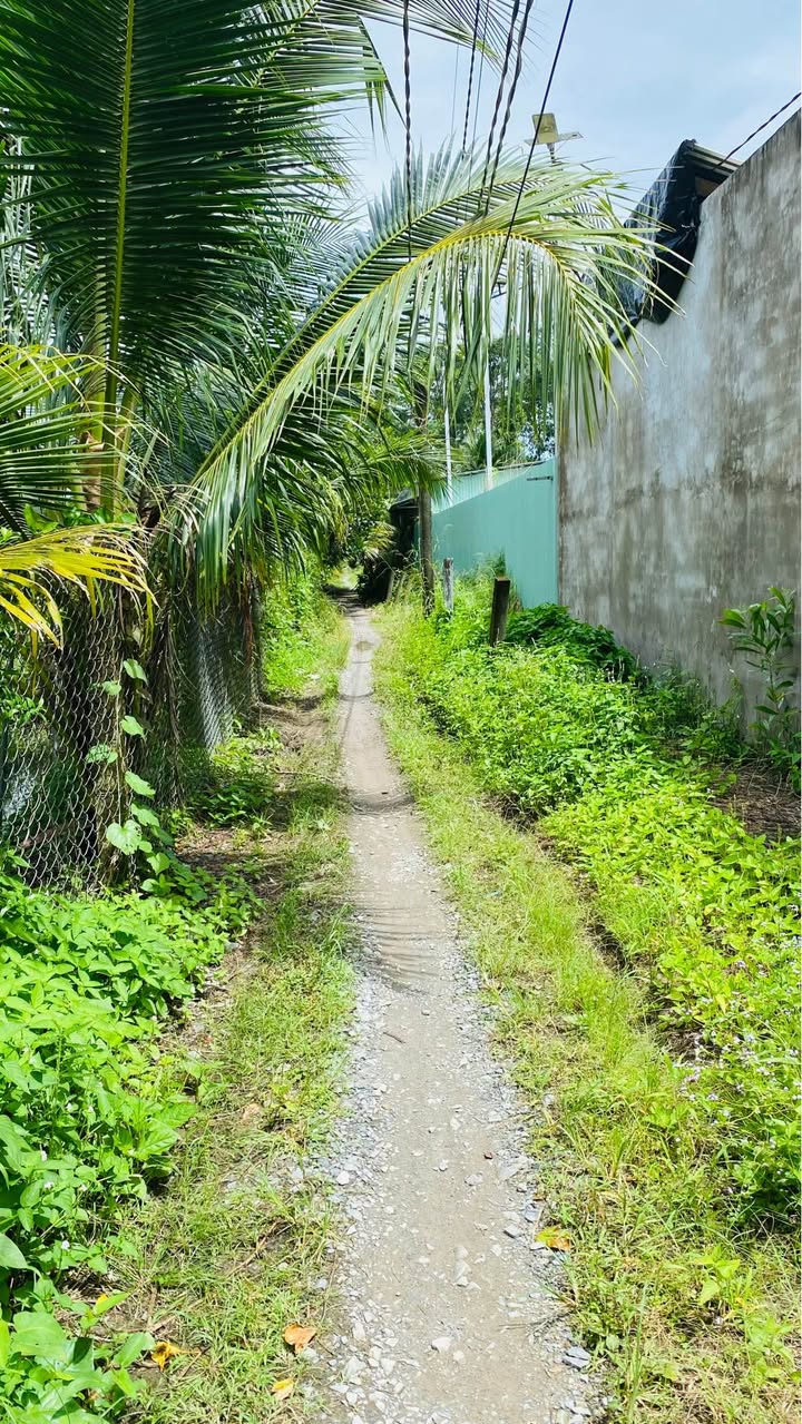 Đất vườn dừa 1,000m² xã Thành Triệu giá 650 triệu - Cơ hội đầu tư tuyệt vời!
