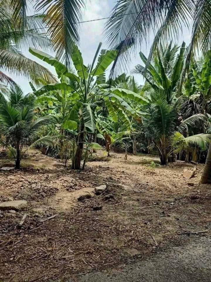 Đất nền Nhơn Thạnh Bến Tre 2000m² giá chỉ 3 tỷ - Đầu tư sinh lời cao!