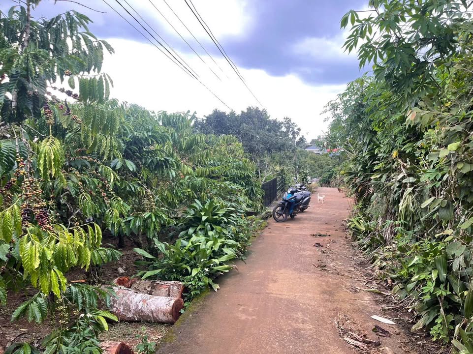 Đất hẻm Tứ Quý Lộc An Bảo Lâm 722.9m² giá 1.79 tỷ - Cơ hội đầu tư không thể bỏ lỡ!