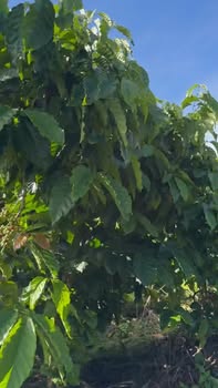 Farm Bờ Y Ngọc Hồi 7ha giá 6 tỷ - Kinh doanh cafe sinh lời cao!