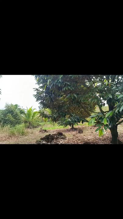 Farm sầu riêng Núi Tượng Tân Phú 10.000m² giá 2.65 tỷ - Đầu tư sinh lời ngay!