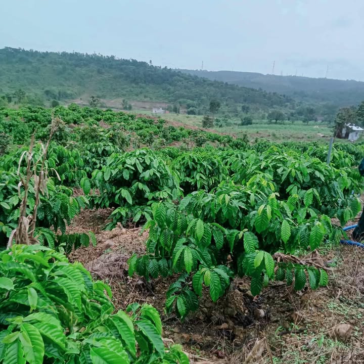 Đất Tân Hòa Buôn Đôn 1,2ha giá 1.3 tỷ - Đường ô tô tận nơi!