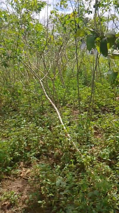 Đất thổ cư 4500m² tại Đăk Nông - Giá tốt, cơ hội đầu tư!