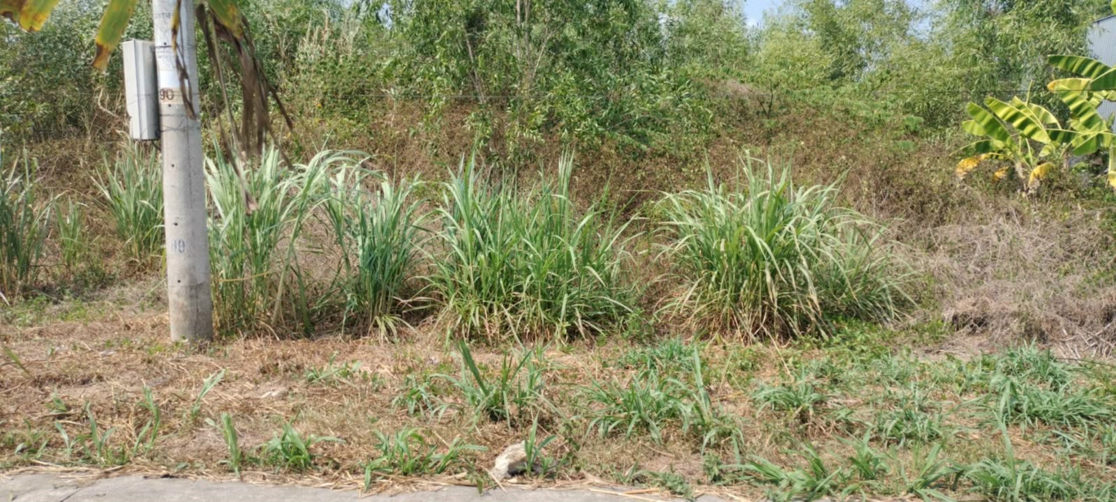 Đất nền 160m² Ấp 5 Tân Tây Thạnh Hóa - Giá chỉ 450 triệu, đường ô tô vào tận nơi!