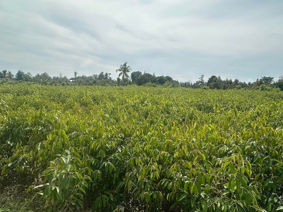 Đất nông nghiệp Tân Thiềng Chợ Lách 10.000m² giá 650 triệu - Đầu tư sinh lời ngay!