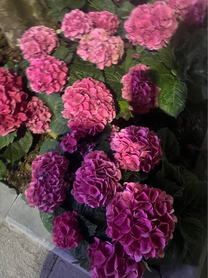 FrontHouse đường Tuyển Than, Hồng Hà, Hạ Long 90m² giá 4 tỷ - Kinh doanh thuận lợi!