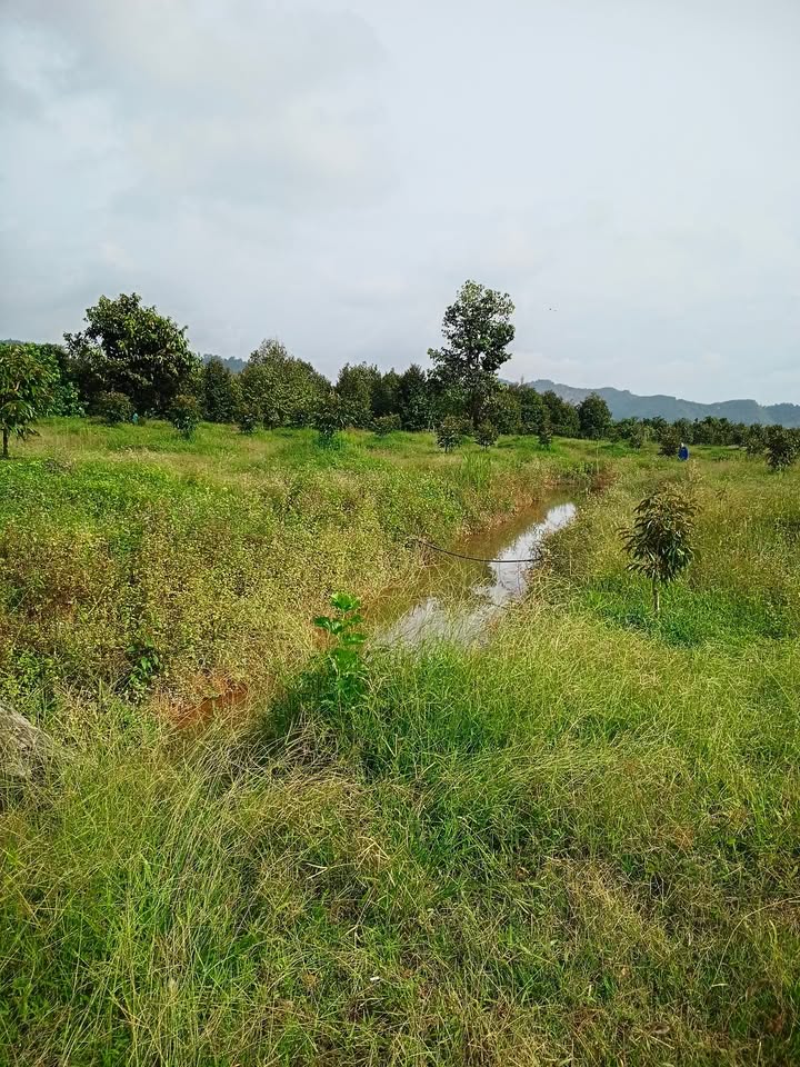 Đất sào sầu riêng Đạ Tẻh 3, Đạ Huoai 15480m² giá 559 triệu - Pháp lý rõ ràng!