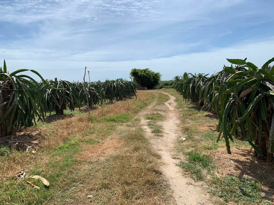 Đất bán thôn Hiệp Lễ, xã Tân Hải, thị xã La Gi, 2049m² - Sổ đỏ chính chủ, giá chỉ 1.5 tỷ!