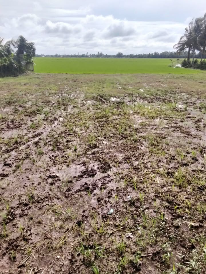 Đất nền Đông Yên 3000m² giá 1.05 tỷ - Đầu tư sinh lời ngay!