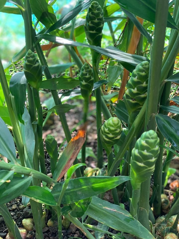 Nhà cho thuê nguyên căn Nguyễn Thiện Thuật, Quận 3 - 56m² giá 23 triệu, thuận tiện làm văn phòng!