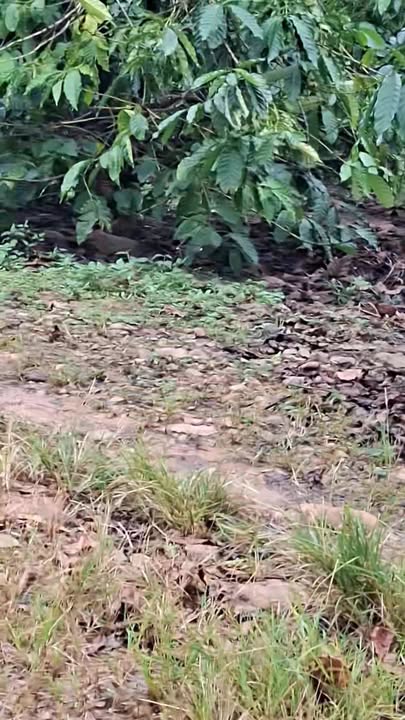 Đất vườn 20.000m² xã Ia Dom, huyện Đức Cơ, Gia Lai - Giá chỉ 1.75 tỷ, thuận lợi phát triển!