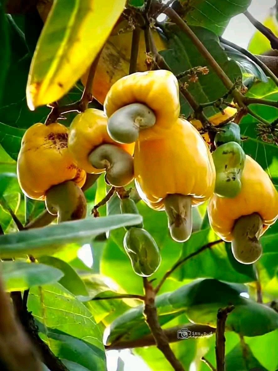 Đất vườn điều cổ thụ tại Cẩm Mỹ, Đồng Nai 1200m² giá 995 triệu - Tiềm năng phát triển lớn!