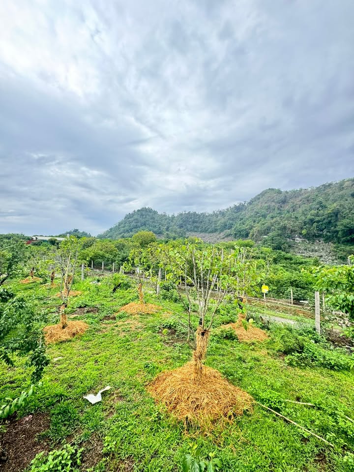 Đất thổ cư mặt đường tỉnh lộ 104, Mộc Châu 4200m² - Giá chỉ 8.1 tỷ!